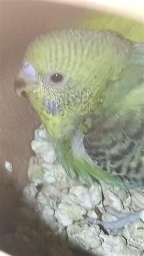 Baby parakeets screaming