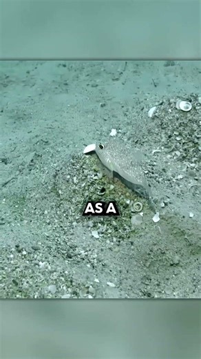 How This Fish Creates Perfect Patterns for Love🐡