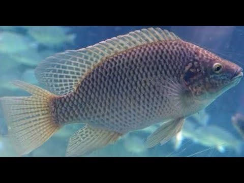 2025-27 US TILAPIA AQUACULTURE PRODUCTION
