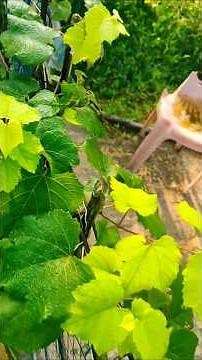 How to Recover Dead Grapes Plant | Easy Steps to Revive Stressed Angoor Plant at Home