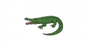 Alligator crocodile cartoon animal, animation. crocodile animation video. Alligator icon.