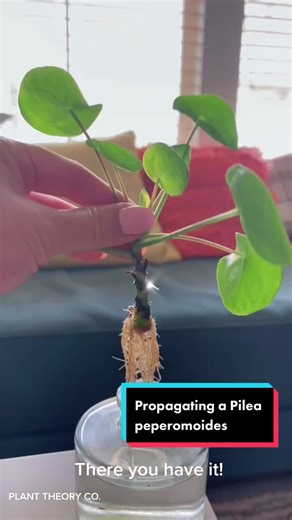 How to Propagate a Chinese Money Plant: Step-by-Step Guide
