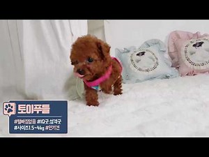 집에서 키우기 쉬운 강아지 추천 털 안빠지는 작은 강아지 종류