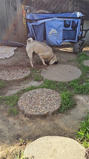 you got a gopher chula?