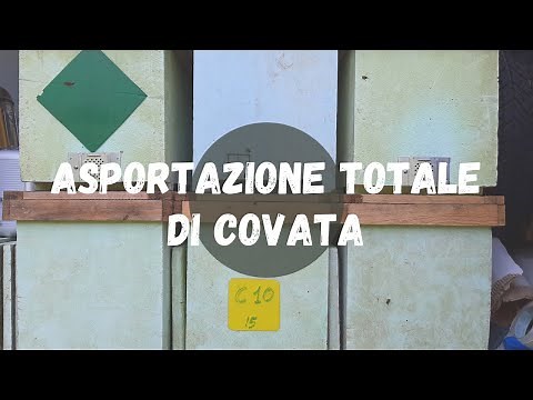 Apicoltura: Asportazione totale di covata per troppa varroa