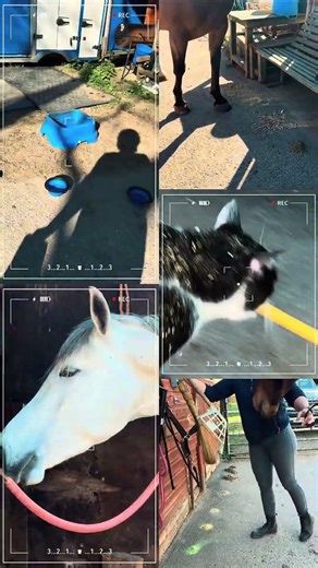 Having fun with four horses two dogs and two cats all enjoying essential oils, herbs and powders