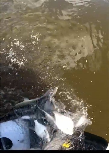 #fishing #angler #рек #ловля #рыбалка