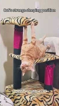 The Cat That Sleeps All Day 😂🐱💤 | Funniest Sleepy Cat!