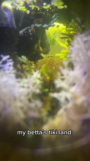 he definitely likes his log!! #bettafish #bettatok #bettatank #betta #floatingbettalog #aquascape #aquaticplants