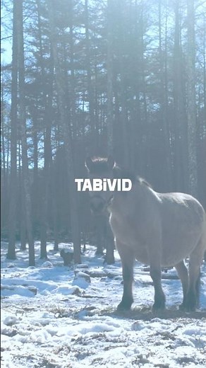 The Rarest Horse in Japan: A Winter Fairytale 🐴❄️ #Japan #Nature