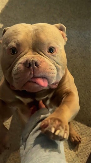 Cutest Dogs Ever Caught on Camera | Adorable Dog Moments 🥰🐶