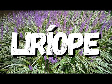 Liriope: A Complete Guide to This Plant