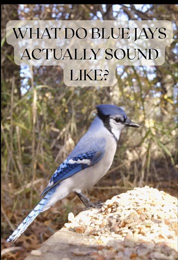 Understanding Blue Jay Mimicry of Red Tailed Hawk Sounds