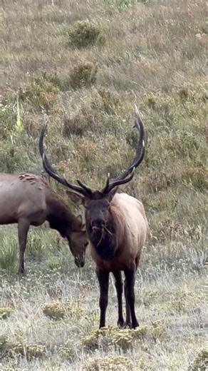 The Bull Elk Goes Into Full Rut Mode 🦌 | El Alce Entra en Modo Berrea RMNP Colorado
