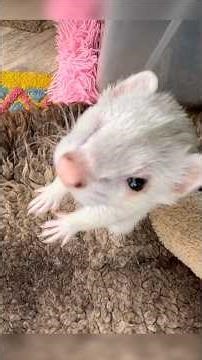 Could Ferrets Fit Into Your Daily Routine? ⏰🦦