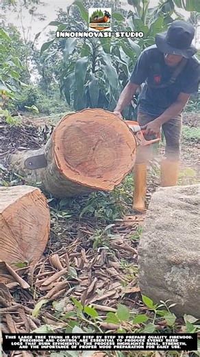 Cutting a Large Tree Trunk for Firewood Preparation 🪚💪
