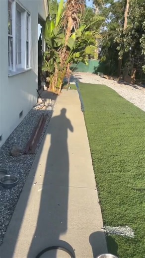 Funny Dog Running Home with No Sign-Ups Required