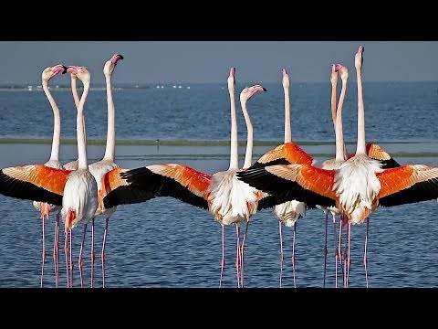 Exploring Anegada Island | BVI | The Moorings