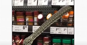 OMG: स्टोर में सामान खरीद रही थी महिला, अचानक सामने आ गया विशालकाय अजगर, वीडियो में देखें फिर क्या हुआ?