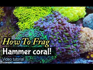 How To Frag Hammer Coral