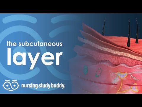 The Subcutaneous Layer - Nursing Study Buddy Video Library