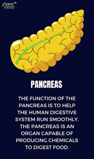 Study Smart: Digestive System Made Simple #HumanAnatomy #AnatomyStudy
