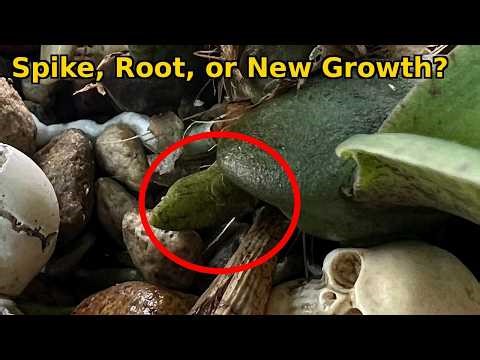 Is My Psychopsis Mariposa Spiking? | 12 Weeks After Repotting