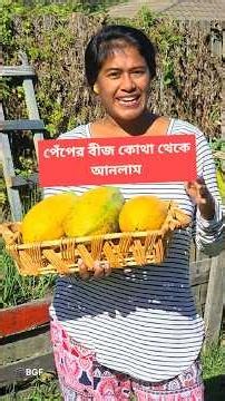 অস্ট্রেলিয়াতে পেঁপের বীজ কোথা থেকে আনলাম | Papaya Harvest in Australia #australia #bengalivlog