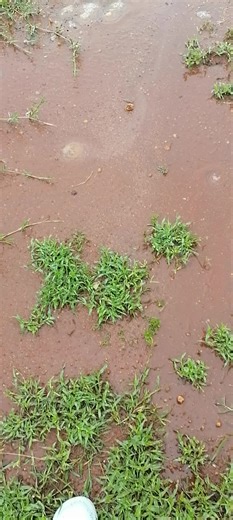 Mrs Khoza Bridget De Gueen (@mrs.khoza.bridget)’s videos with original sound - Mrs Khoza Bridget De Gueen