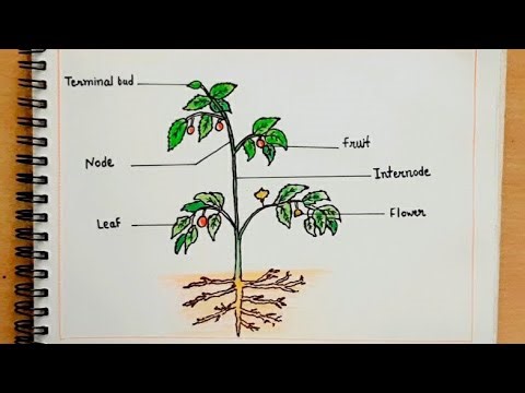 Plant Morphology Made Simple | Biology Diagram Drawing