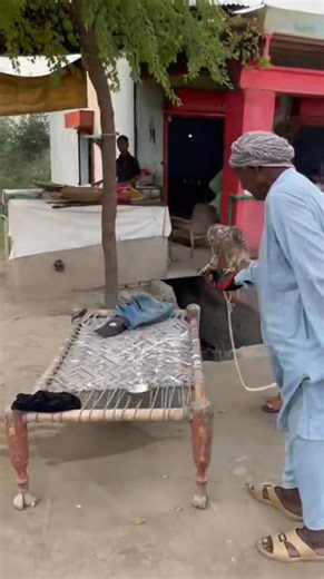 Each day brings progress, the Goshawk answers with more trust and precision. #Falconry #Goshawk #Pakistan | Pakistan Falconry Association