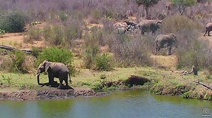 African Animal Lookout, Kenya