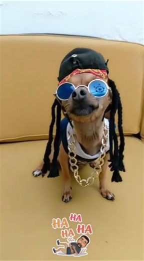 Perro Snoop Dogg