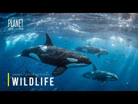 The Arctic Food Chain | A System That Cannot Break | 4K Documentary