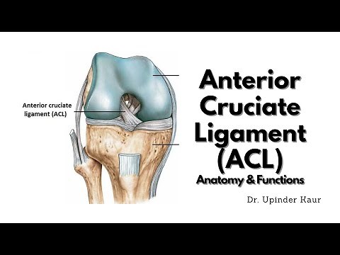 Anterior Cruciate Ligament(ACL) - Anatomy and Functions