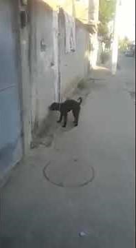 Dog Masturbating