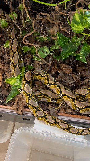 The reticulated python (Malayopython reticulatus) is a python species native to South and Southeast Asia. It is the world's longest snake, and the third heaviest snake. It is a non-venomous constrictor and an excellent swimmer that has been reported far out at sea. #reticulatedpython #python #snake | Rickard Ljunggren - föreläsning om ormar