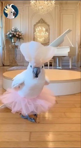 This Cockatoo Thinks He’s a Prima Ballerina 😂🩰