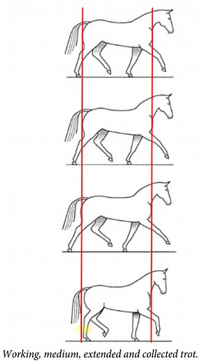 Working, Medium, Extended, and Collected Trot: What's the Difference?