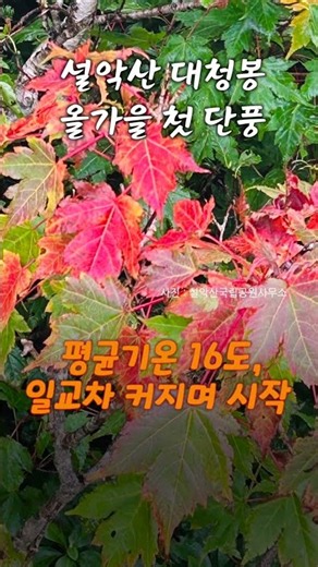 '벌써 가을?'…설악산에 첫 단풍 들었다