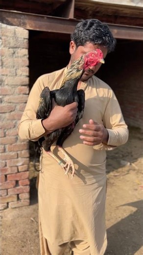 Jawa rooster #viralvideo #youtubqeshorts #viralvideo #chicken #animals #birds #ayam #chicken