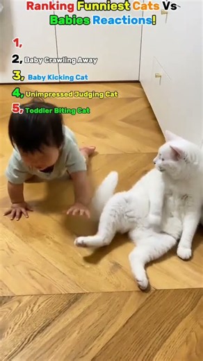 Ranking Funniest Cats and Babies Reactions!