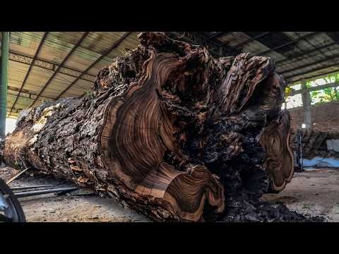 Nearly Fatal! Tense Moments of Processing Large Timber at the Sawmill