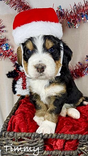 HOME FOR the HOLIDAYS! Amy’s F1 Standard Bernedoodles are 4 weeks old! December 19, 2025 is Puppy Pick Day, By Appointment Only, with Training Options available! Visit us online at https://massdoodles.com/2-0-standard-f1-bernedoodle-puppies-available-now/ #bernedoodlesofinstagram #minigoldendoodle #emptynester (congratulations!), #weddings #newbaby #engagement #Christmas #seniorcitizenlife #minibernedoodle #MicroBernedoodle #Yachtlife #football2025 #Hanukkah #collegefreshman #ESADOGS #RETIREDLIF