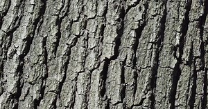 The bark of Quercus petraea, commonly known as the sessile oak, Cornish oak, Irish Oak or durmast oak