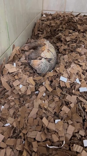 Did someone say breakfast? Dilbert is a 6-banded armadillo. | Cincinnati Zoo & Botanical Garden