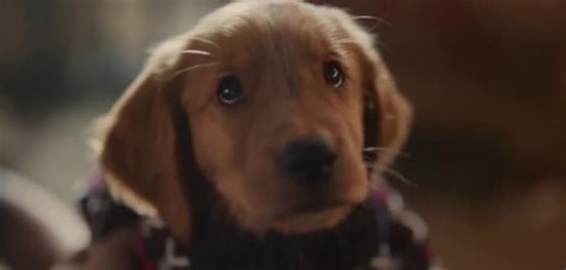 Chewy.com 'Holidays: Junior' commercial