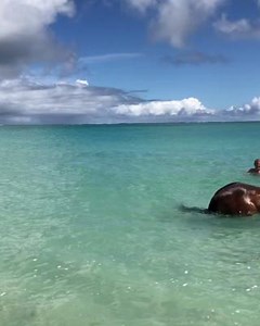 How's this for a family day out at the beach? 🏝️ Local legend Meeko enjoyed a perfect day swimming in the lagoon on #LordHoweIsland 💙 📹 Bowker Beach House #JustParadise #FeelNSW #SeeAustralia | Lord Howe Island Tourism