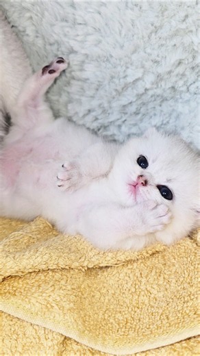 Yes, yes, this cute little kitten is sleeping with his eyes open #kittens