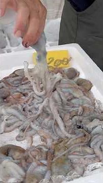 [Super Cheap!! Saikazaki Fishing Port Market!!] "1162 Saikazaki, Wakayama City, Wakayama Prefectu...